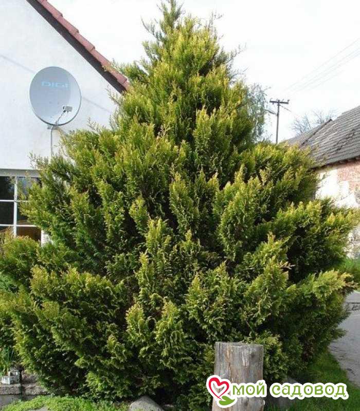 Купрессоципарис Лейланда